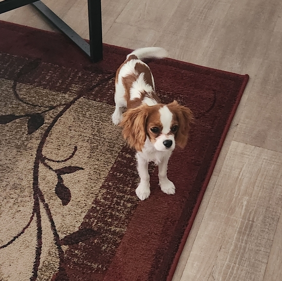 Meet your Posher, Raylene - Picture 3 of 9